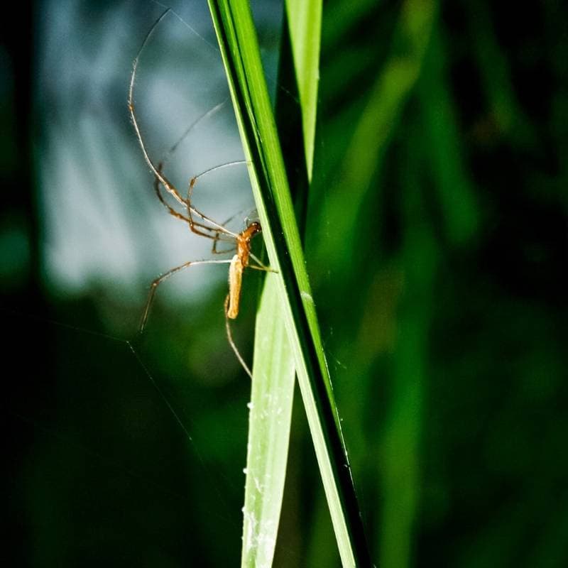 Thumbnail of Dr. Kode